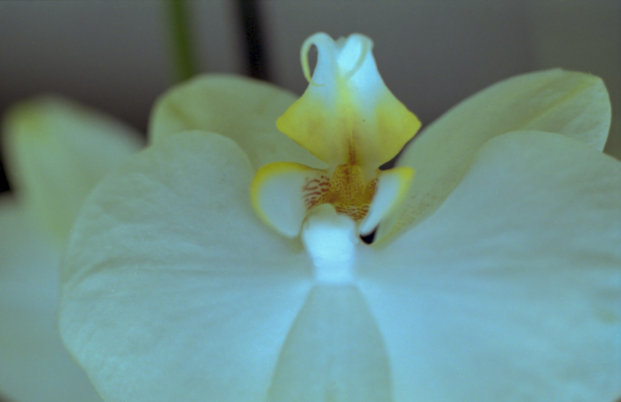 Macro flor analógico color
