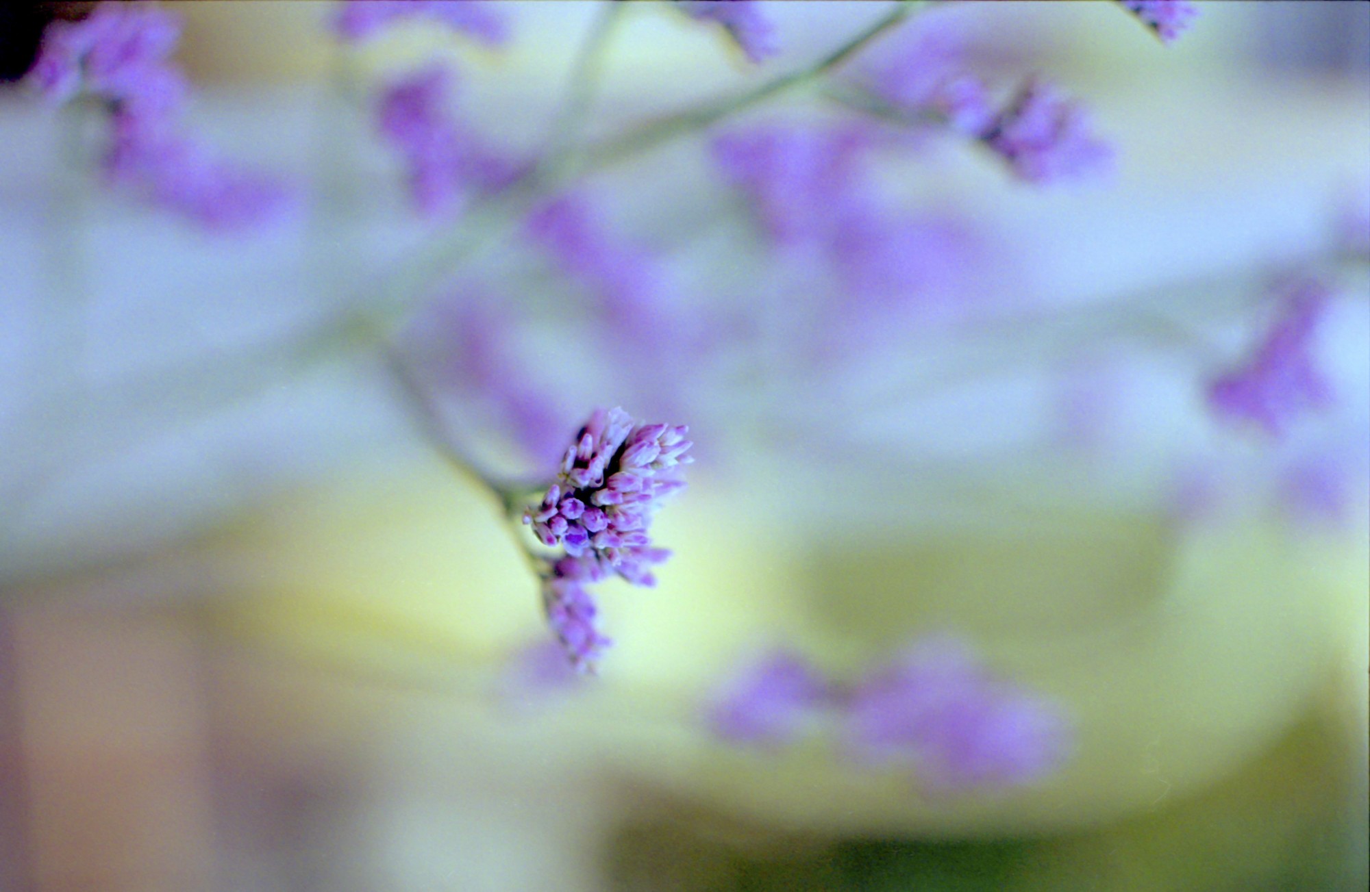 Macro flor analógico color