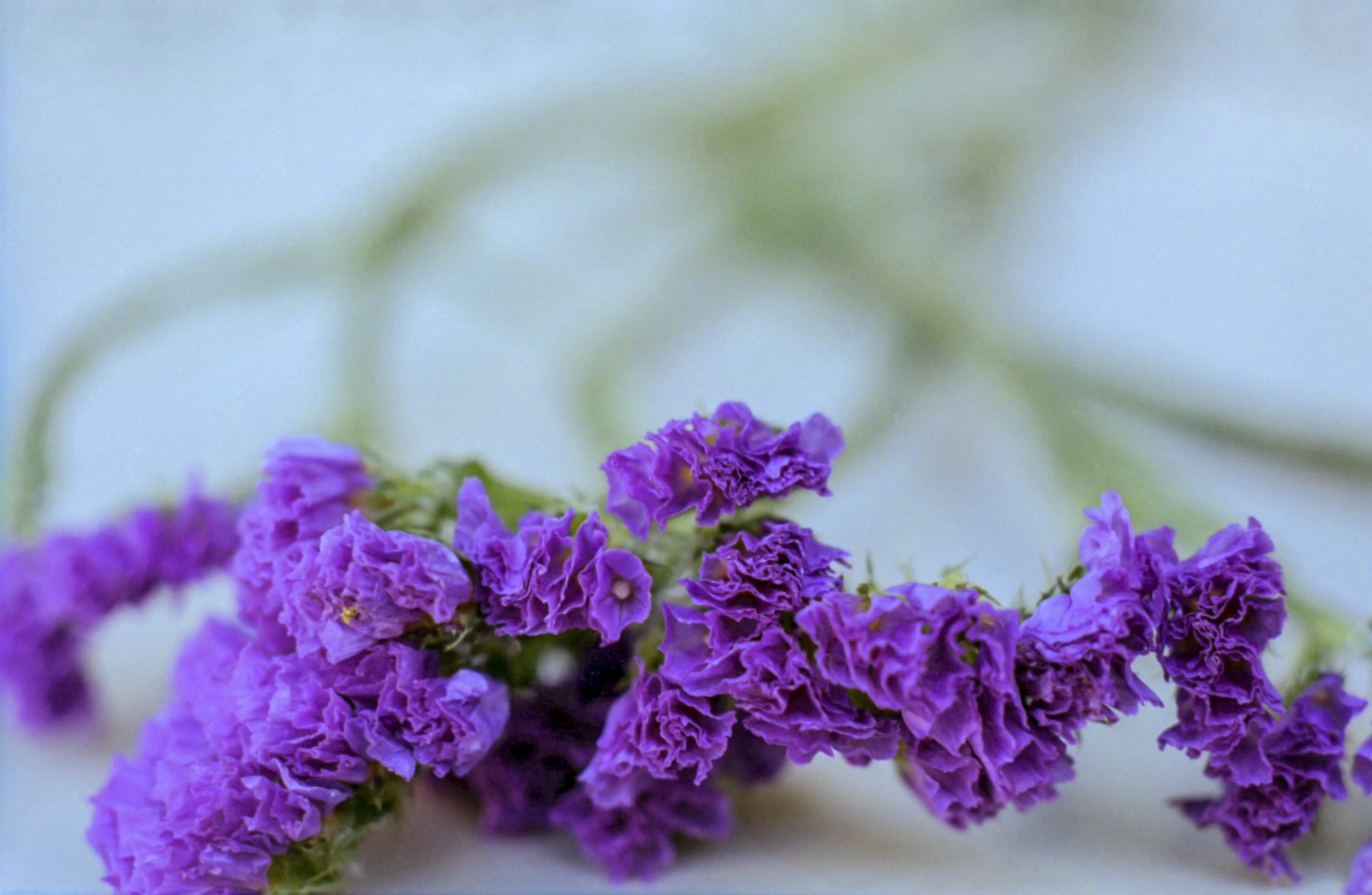 Macro flor analógico color