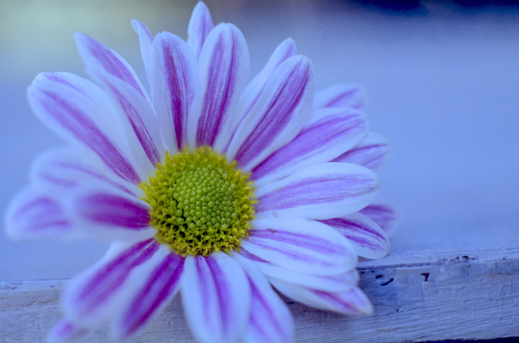 Macro flor analógico color