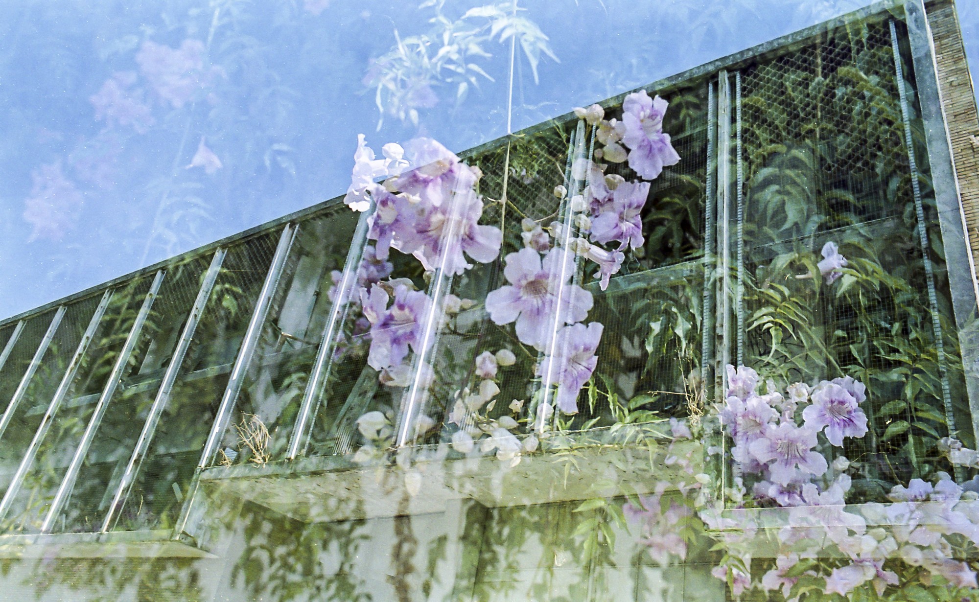 Carrete caducado KODACOLOR VR PLUS 200