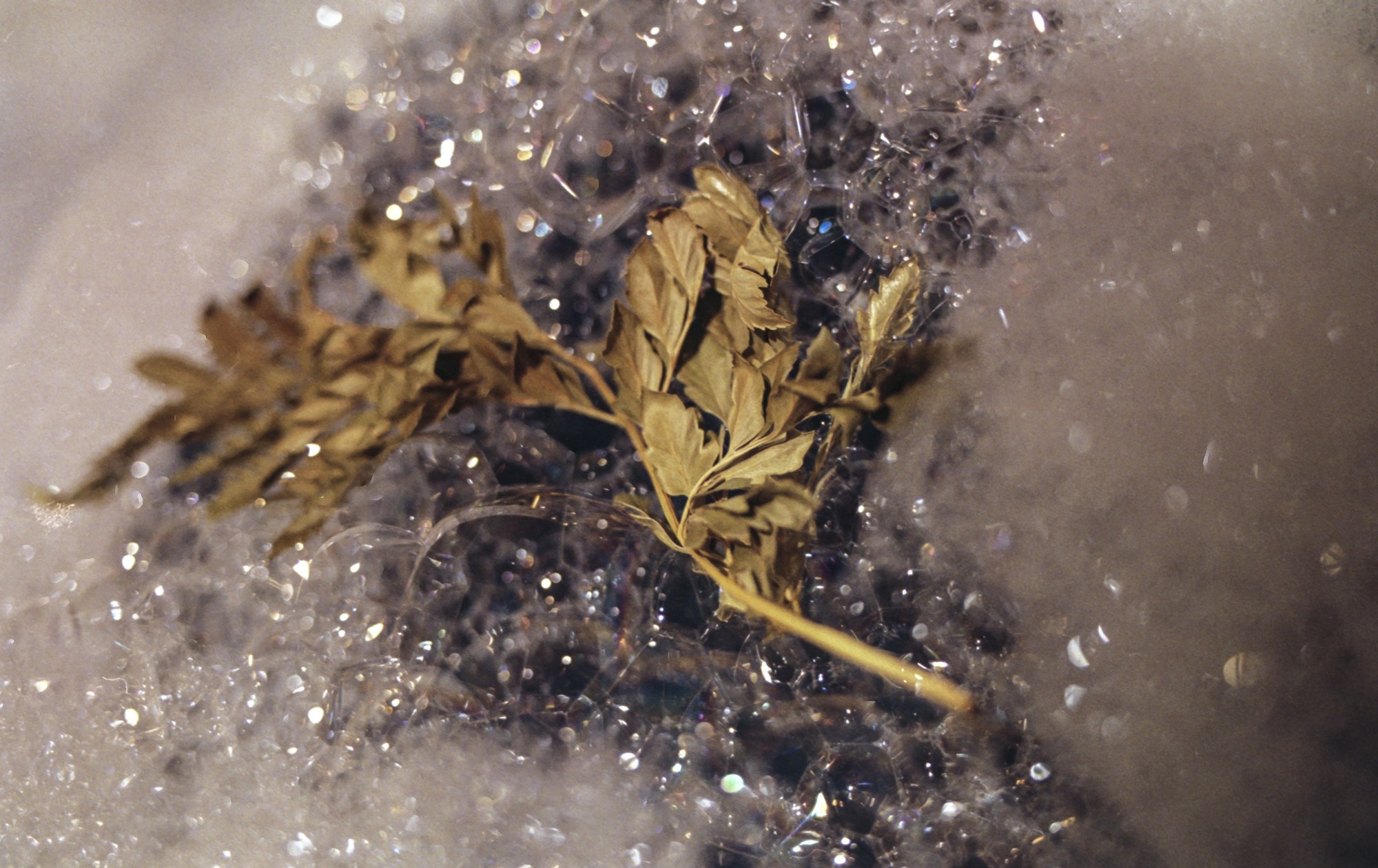 Fujicolor 200 Luces, sombras, reflejos.