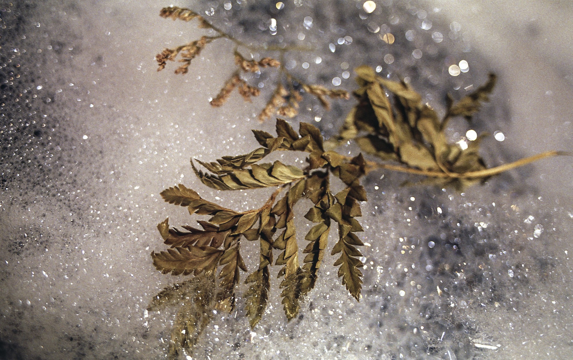 Fujicolor 200 Luces, sombras, reflejos.