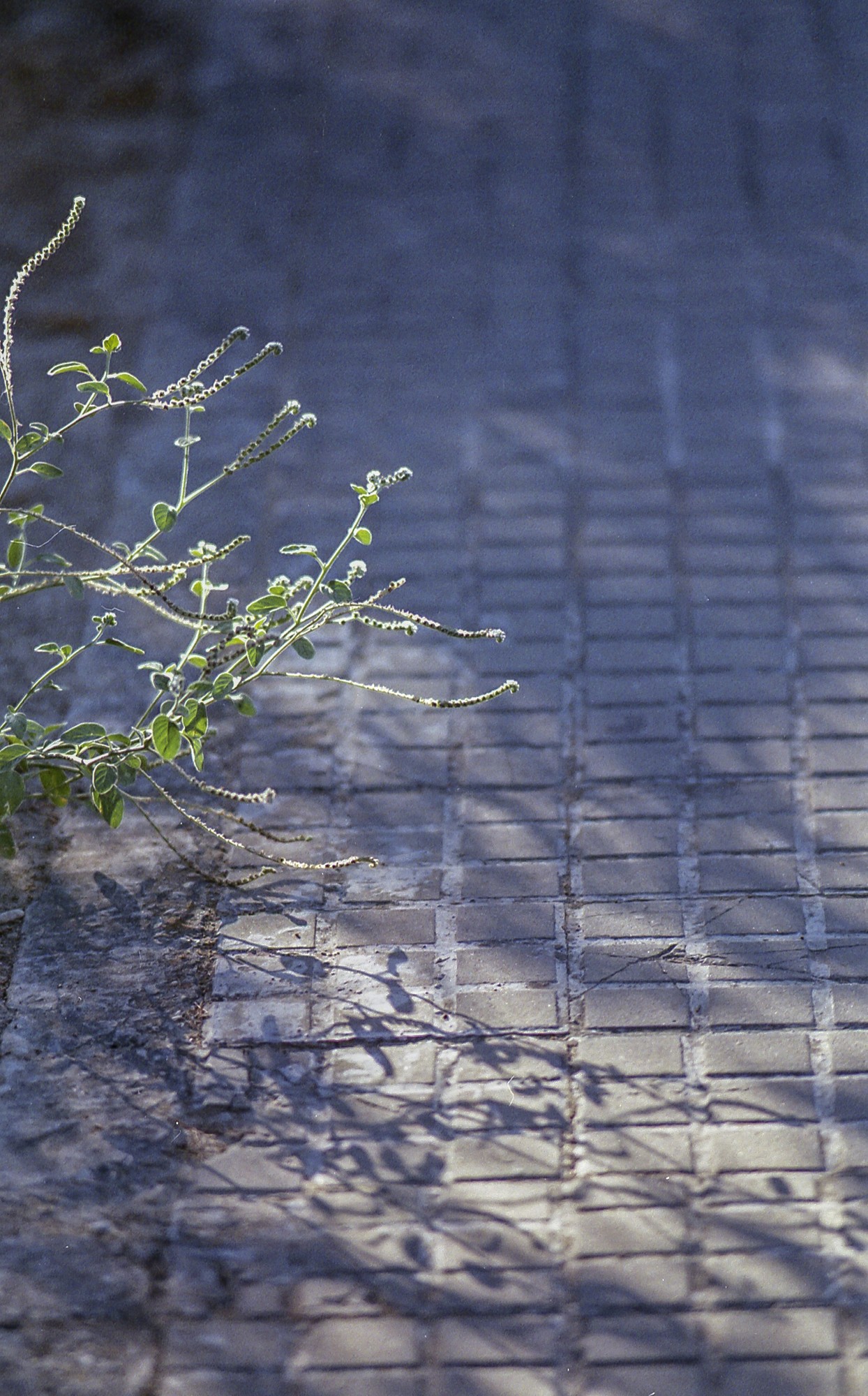 Fujicolor 200 Luces, sombras, reflejos.