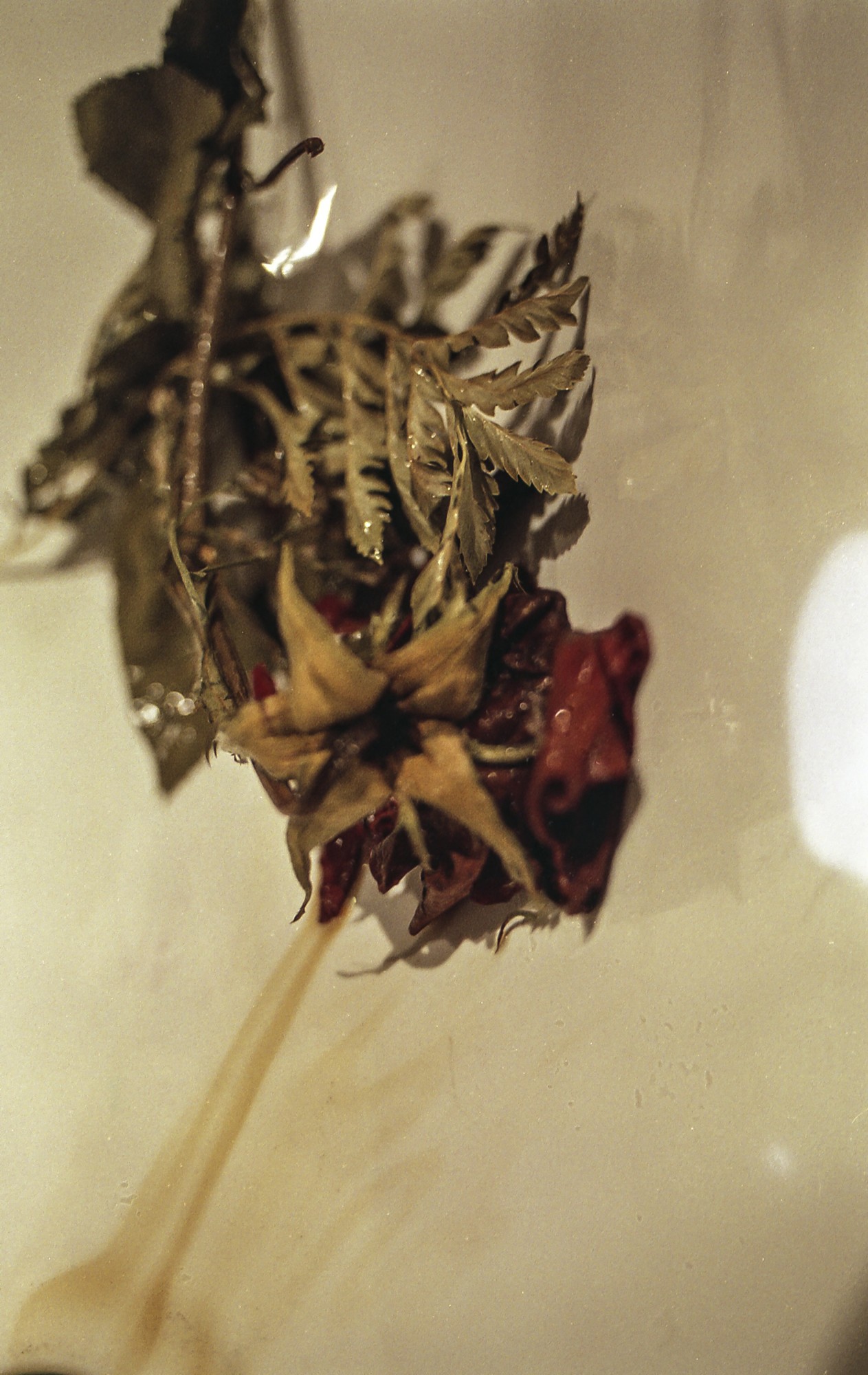 Fujicolor 200 Luces, sombras, reflejos.