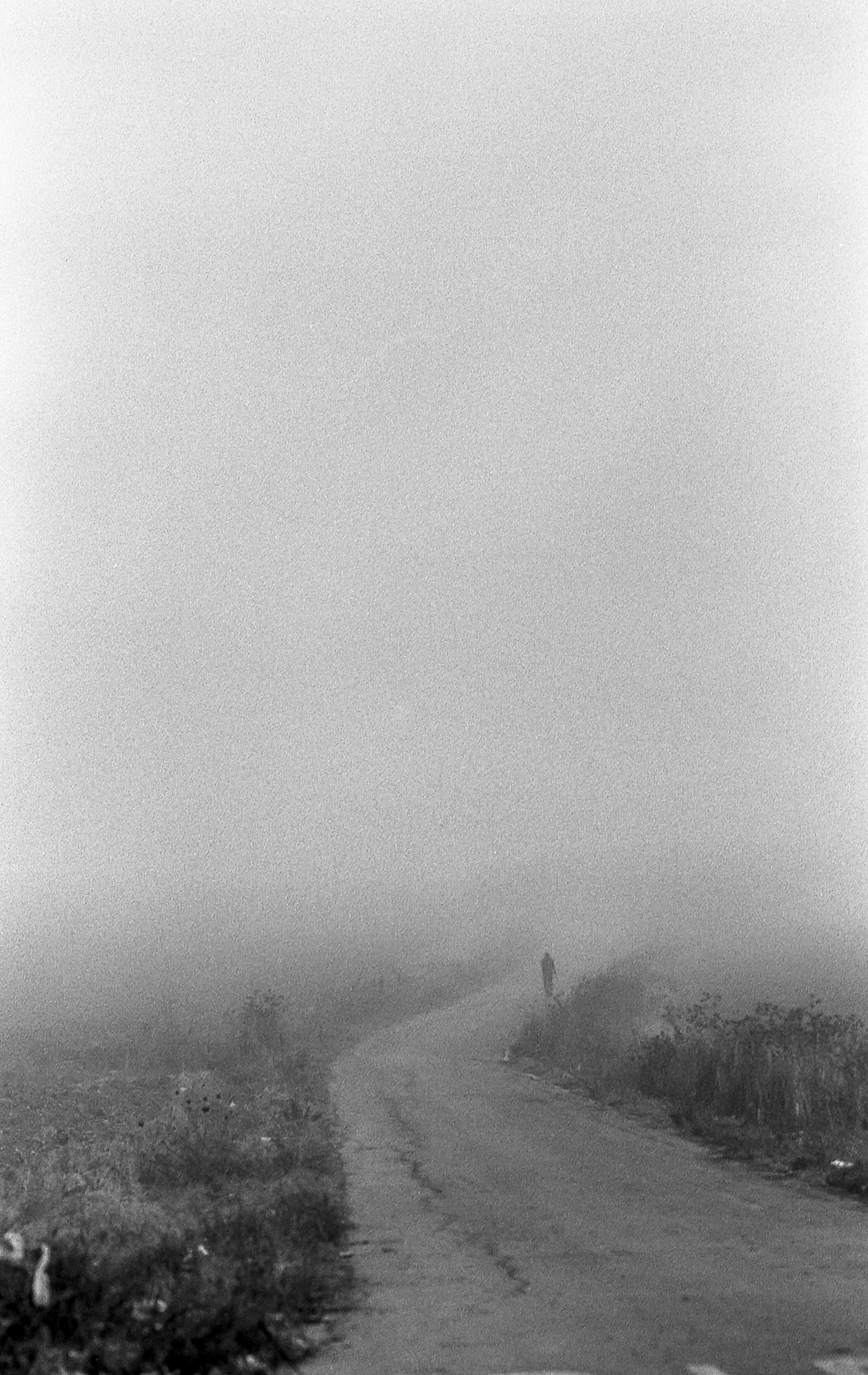 Niebla, analógico y otros seres.