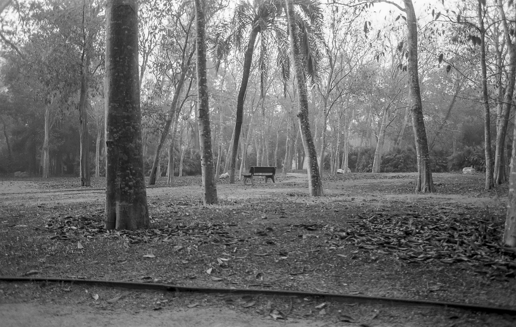 Niebla, analógico y otros seres.