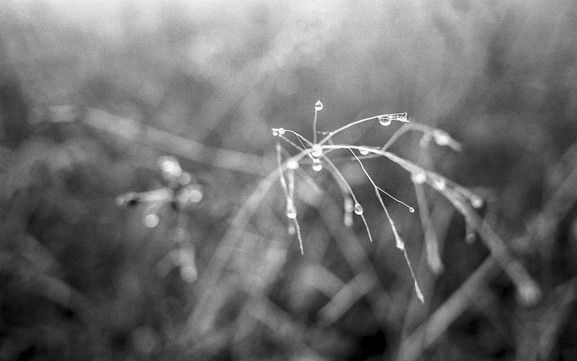 Niebla, analógico y otros seres.