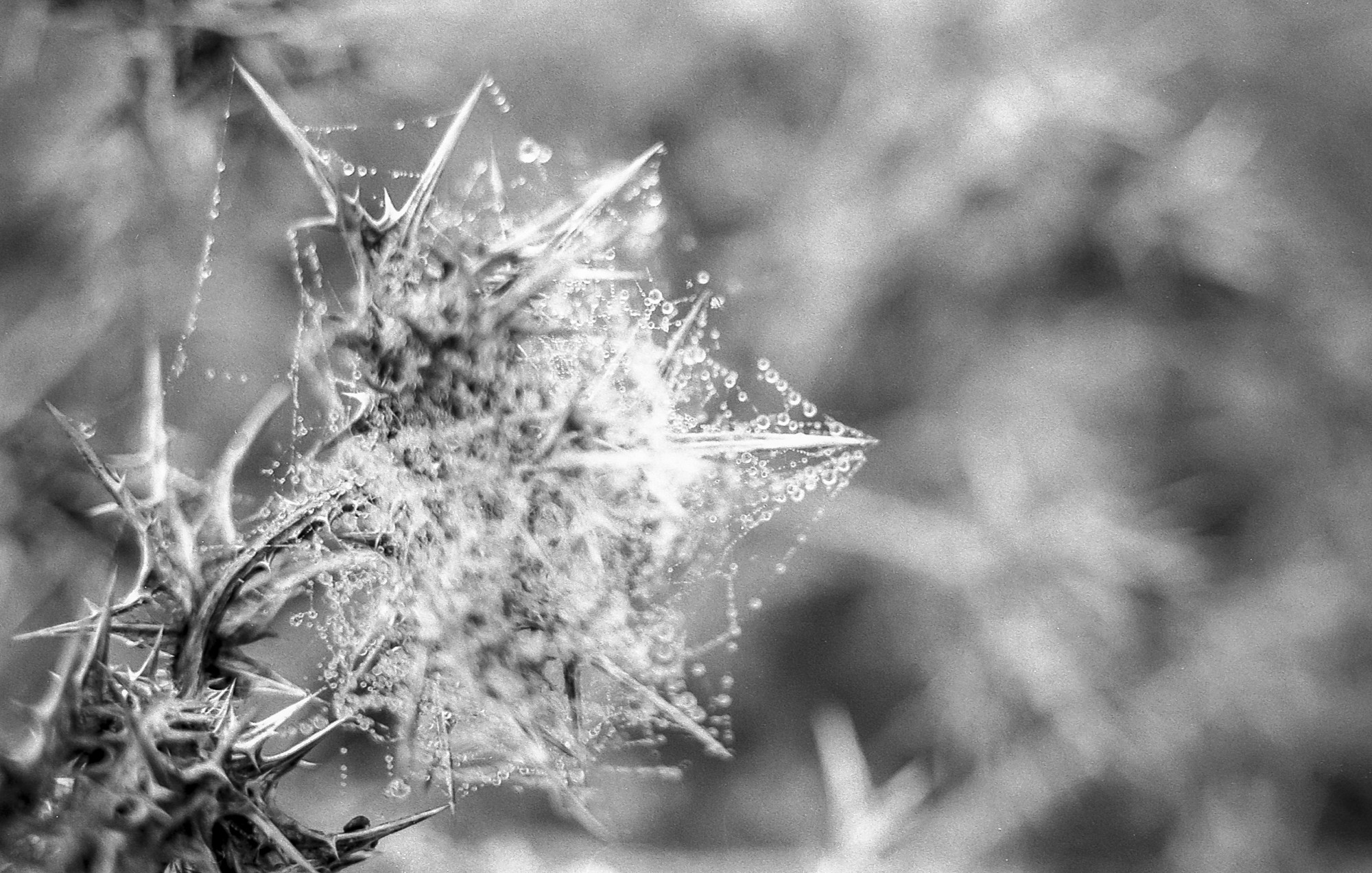 Niebla, analógico y otros seres.