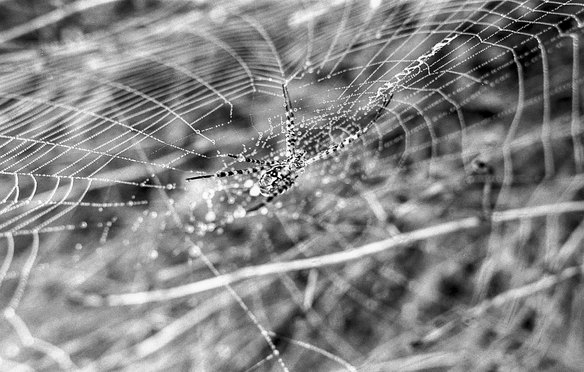 Niebla, analógico y otros seres.