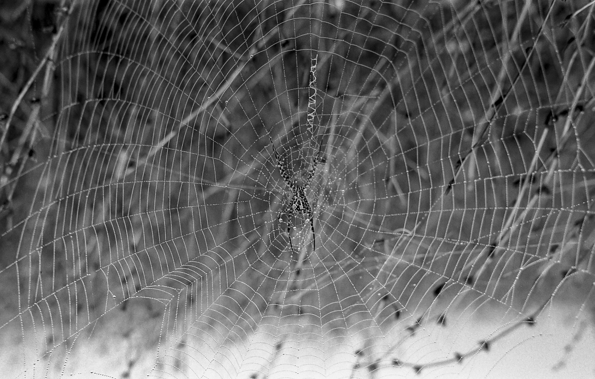 Niebla, analógico y otros seres.