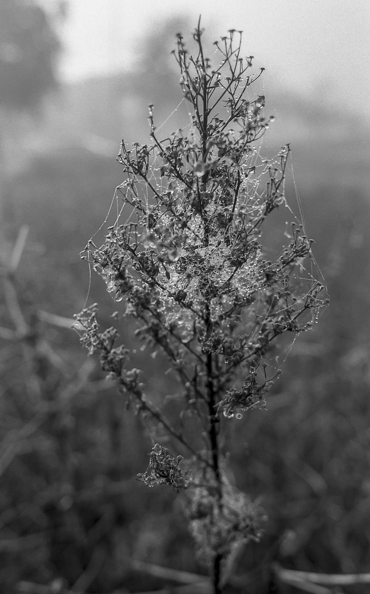Niebla, analógico y otros seres.