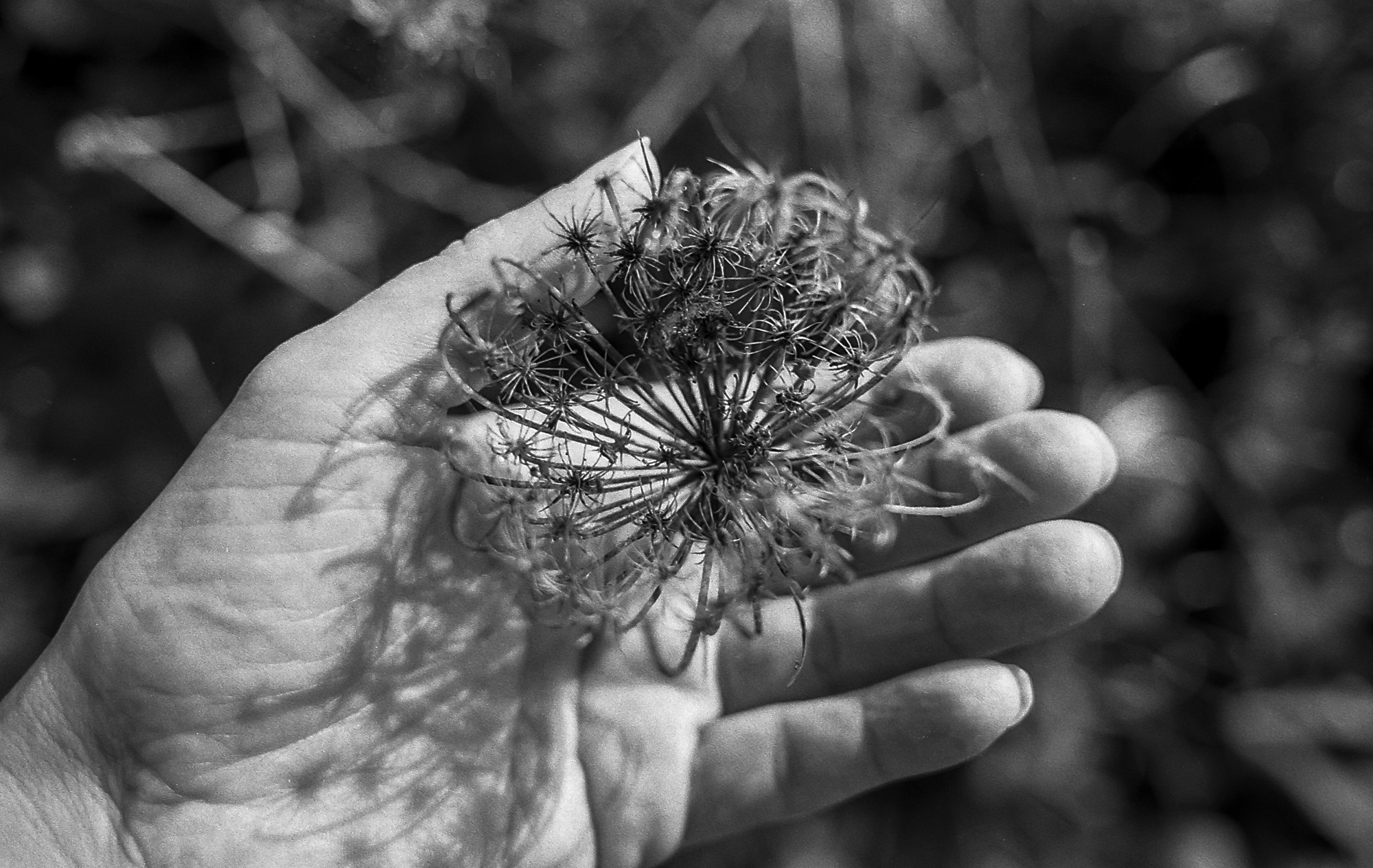 Autorretrato. Niebla, analógico y otros seres.