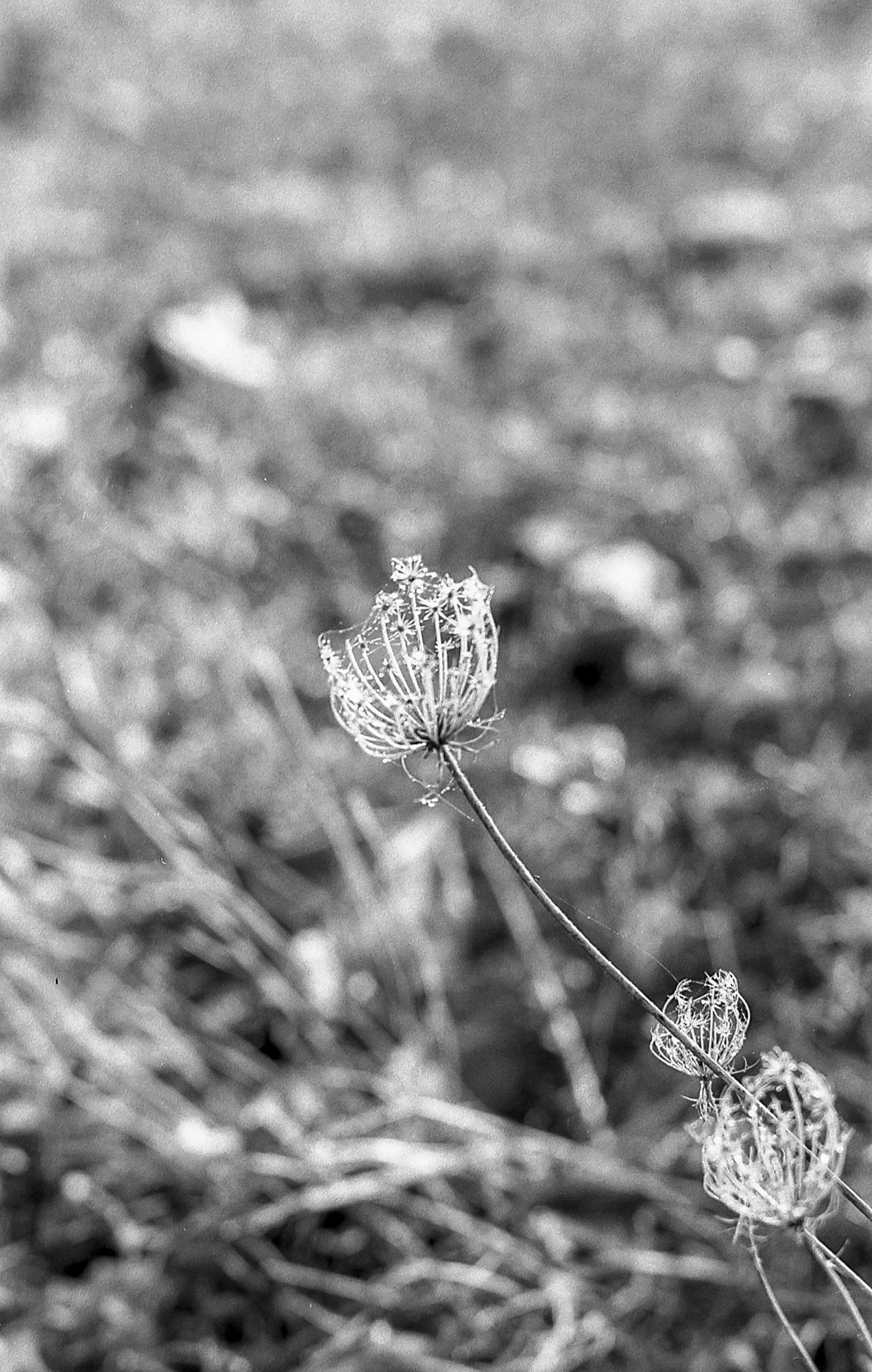 Niebla, analógico y otros seres.