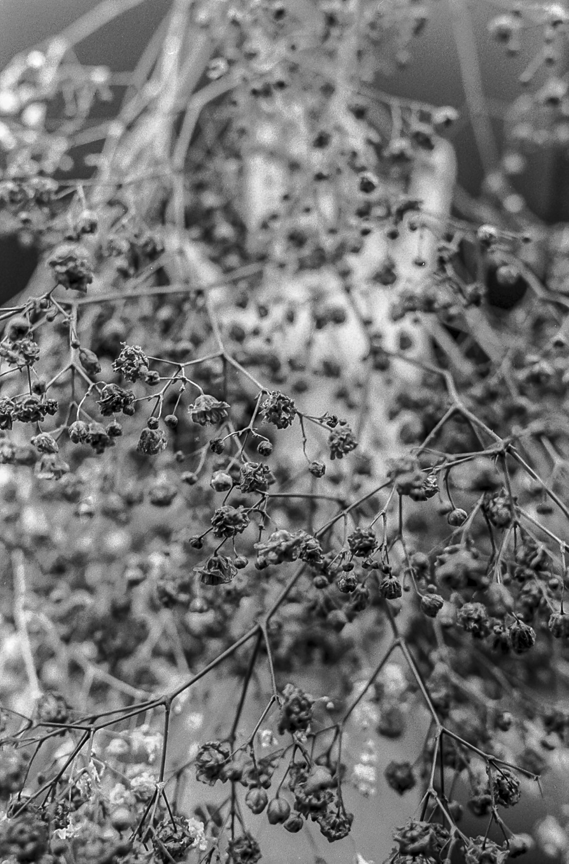 Primavera en 35 mm (Autorretrato)