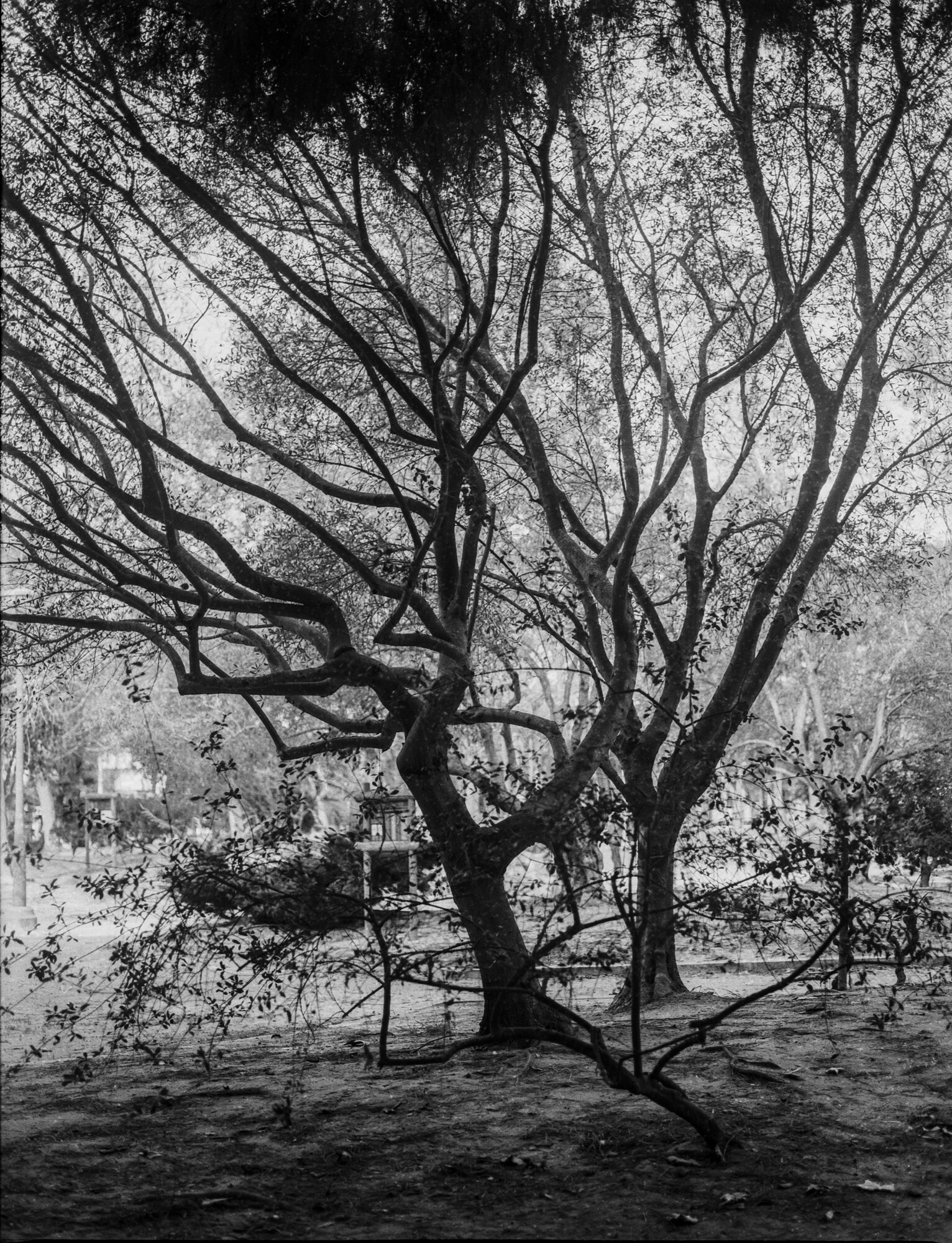 ILFORD 120 MAL ESTADO