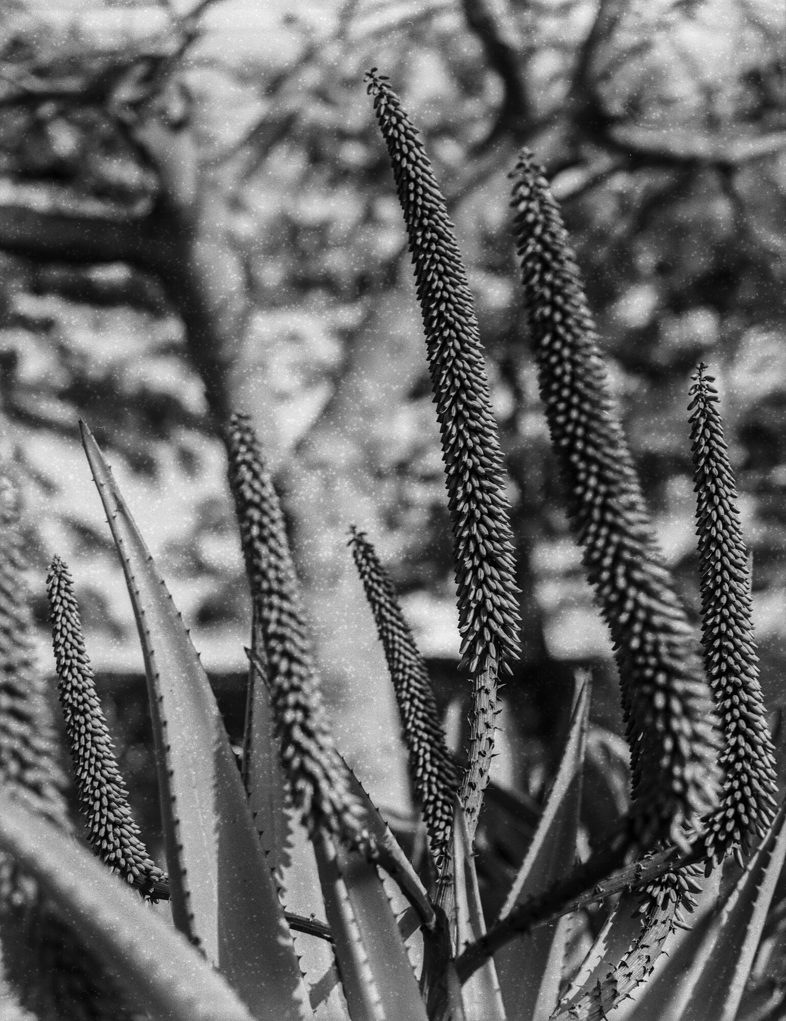 ILFORD 120 MAL ESTADO